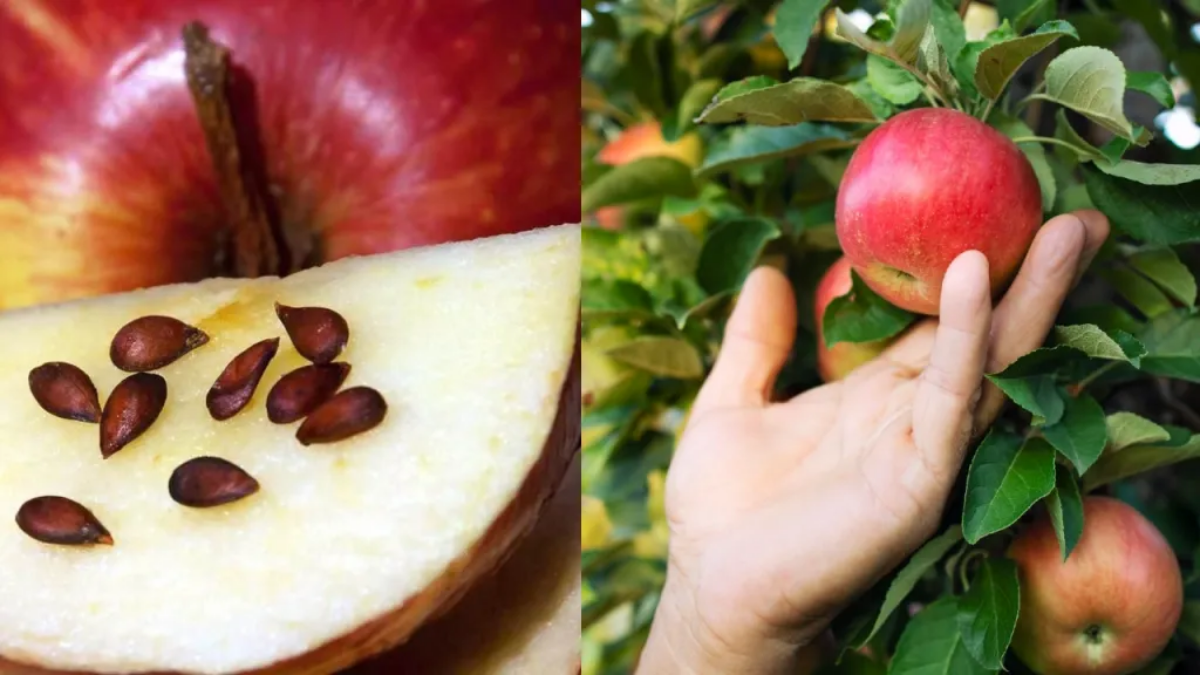 Como cultivar manzanas a partir de las semillas en 6 pasos
