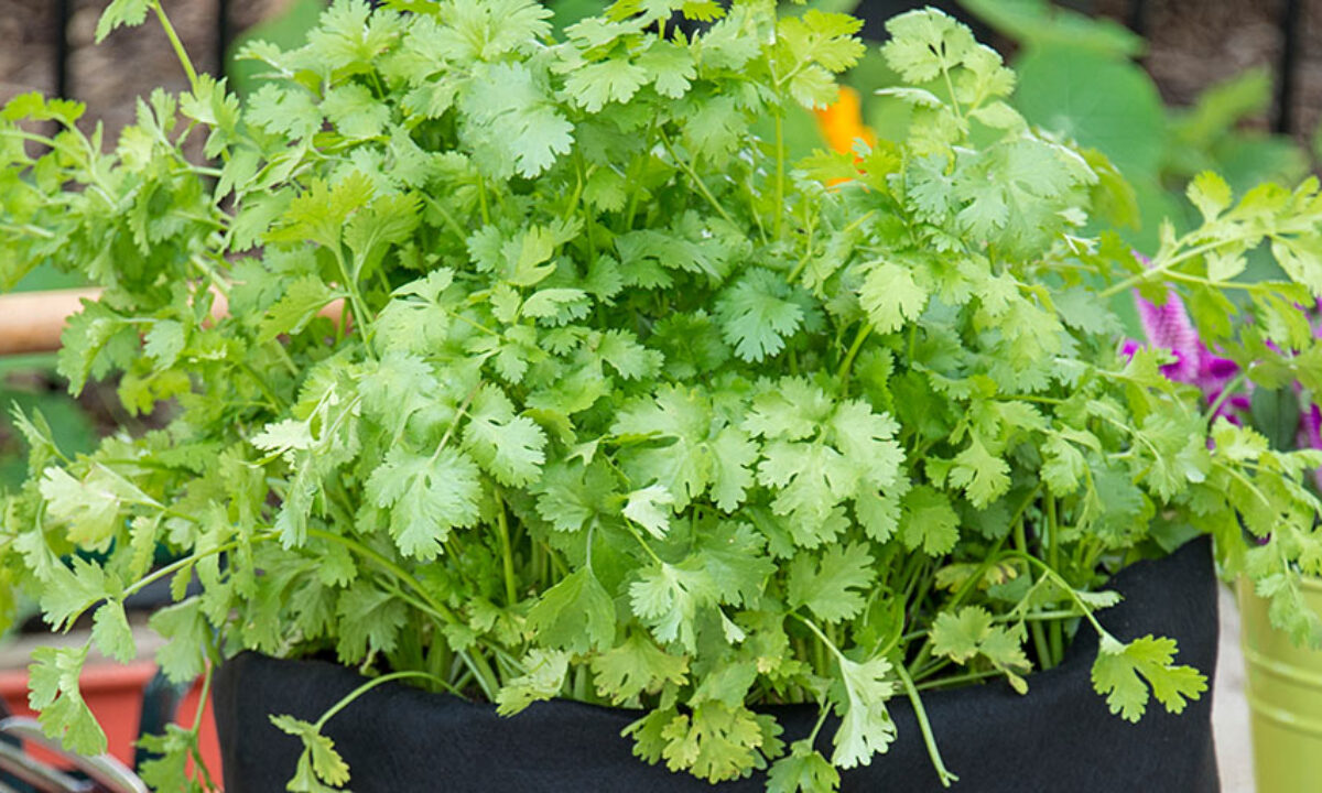 El Cilantro: Un Tesoro Natural para la Limpieza Interna del Cuerpo