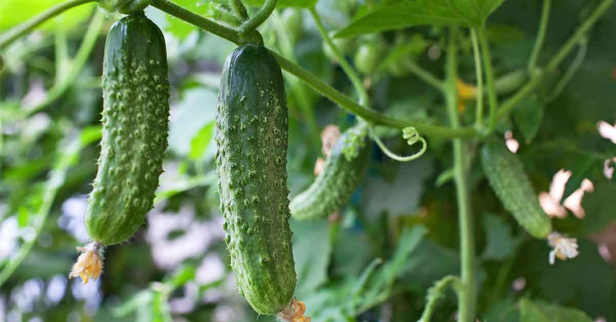 Guía Completa para el Cultivo Exitoso de Pepinos
