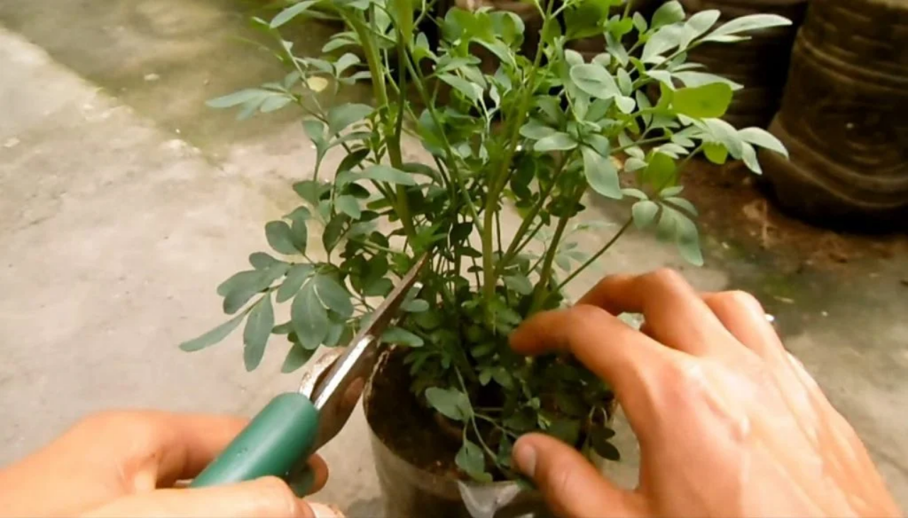 Secretos para Plantar Ruda en Casa: Guía Completa Paso a Paso