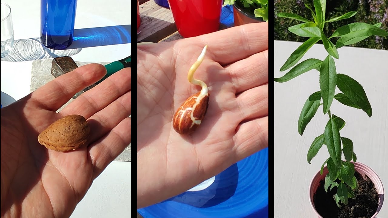 Guía Completa para Cultivar un Almendro a Partir de Semillas