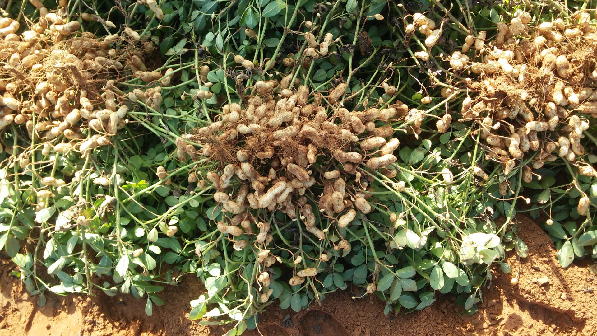 Guía Completa para Cultivar Cacahuate en Casa