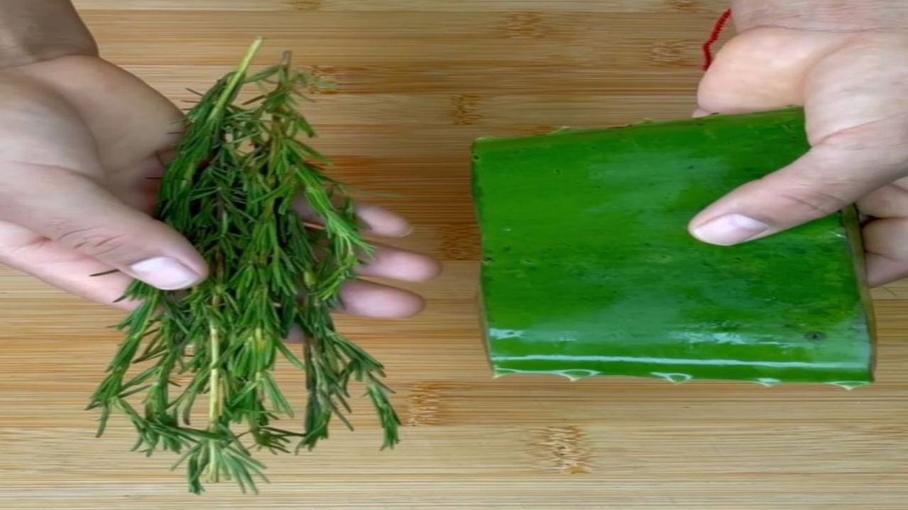 Romero y Aloe Vera: Una Receta Natural para Acelerar y Detener la Caída del Cabello