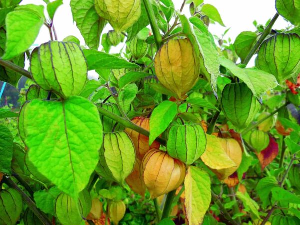 Guía Práctica para Cultivar Uchuva en Macetas o Jardines