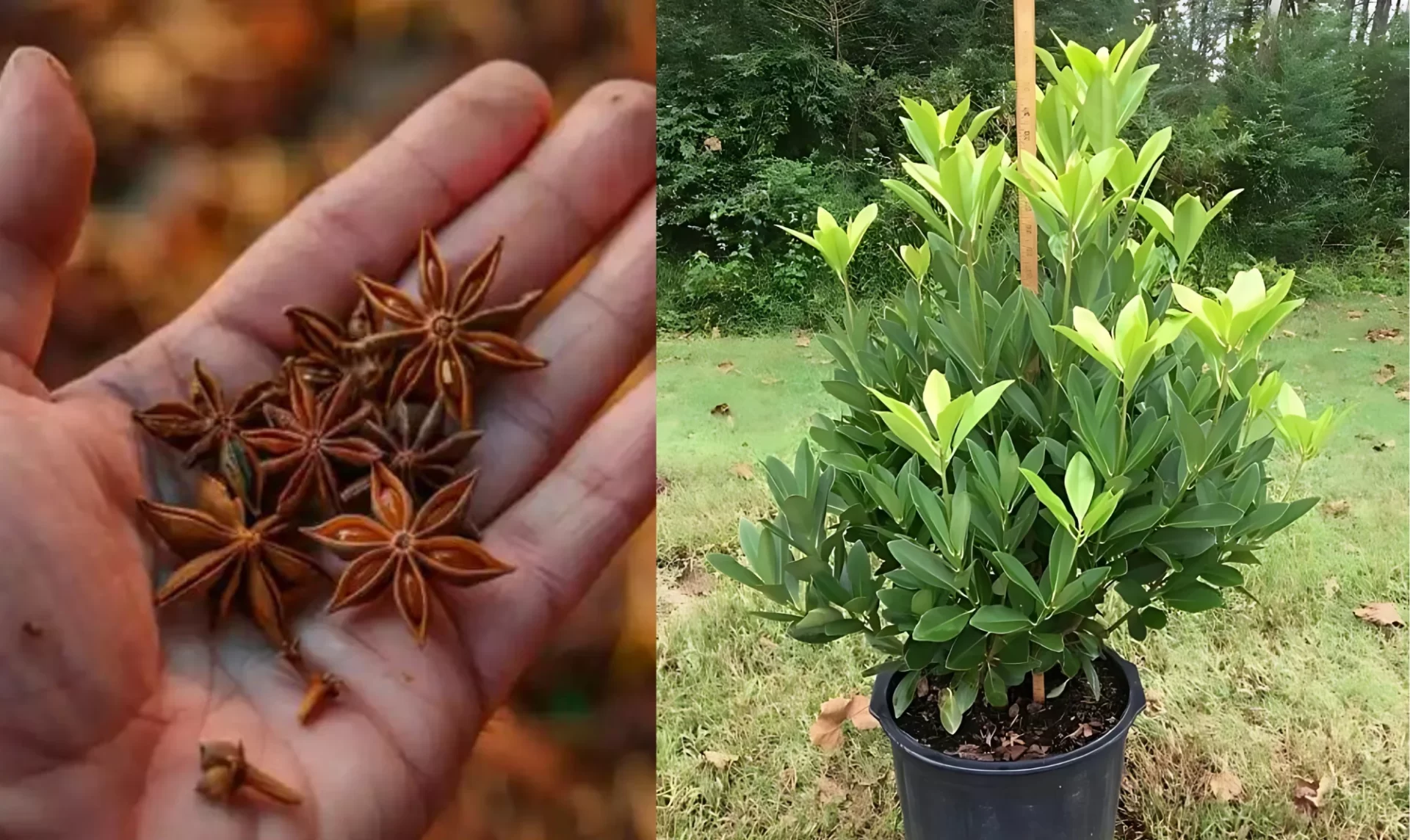 "Cultiva Anís Estrellado en Casa: El Secreto para Tener tu Propia Especia Aromática"