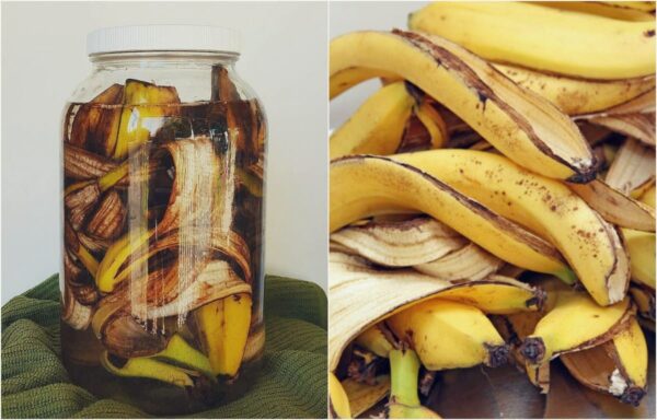 El poder de la cáscara de plátano: Cómo preparar fertilizante casero y mejorar tu jardín