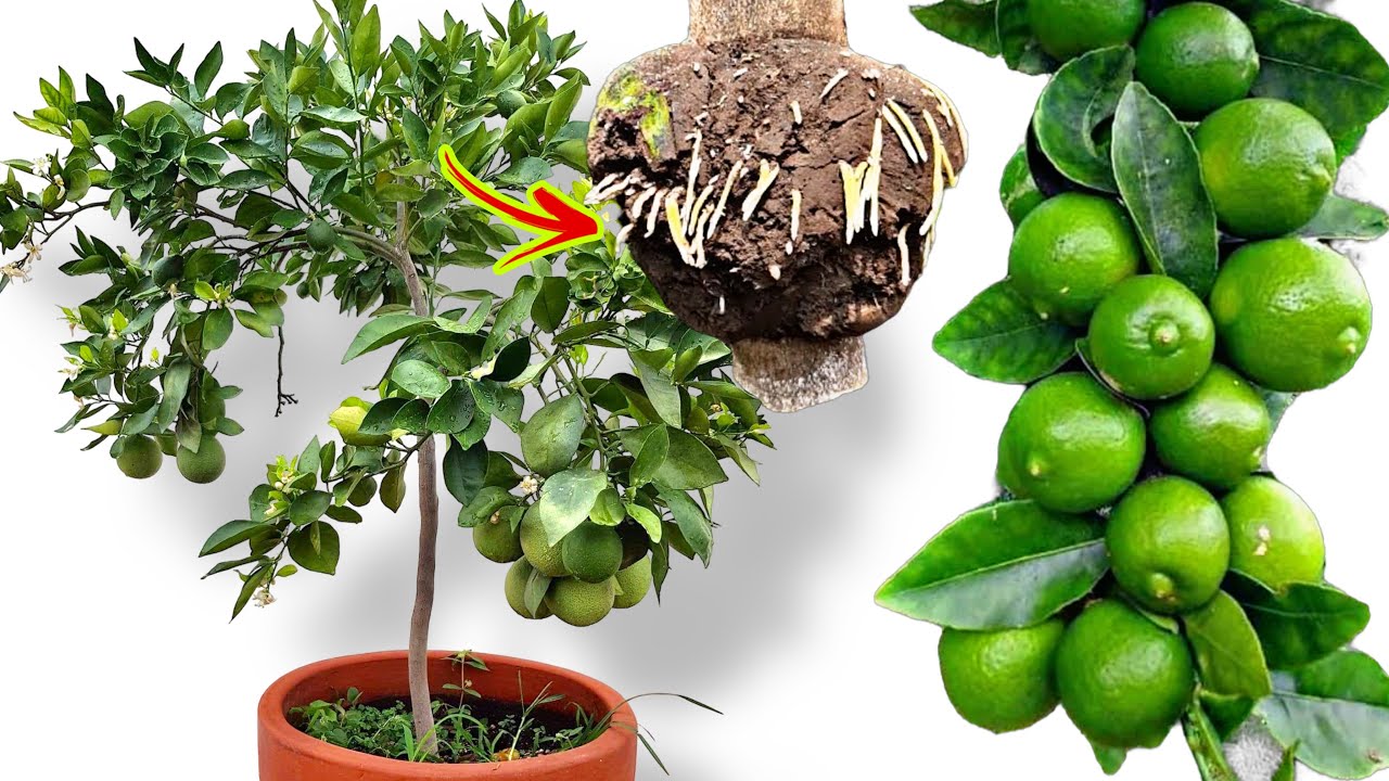"Cómo Cultivar Limones en Casa: Dos Métodos Eficientes para Germinar Limones"