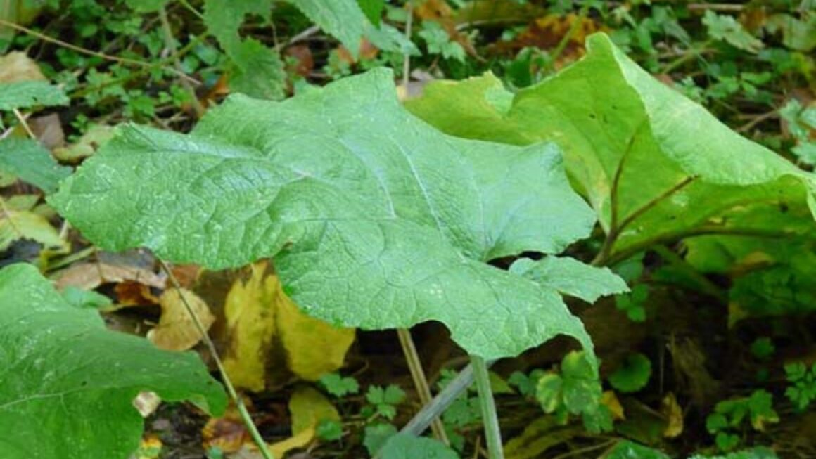 Hoja de bardana