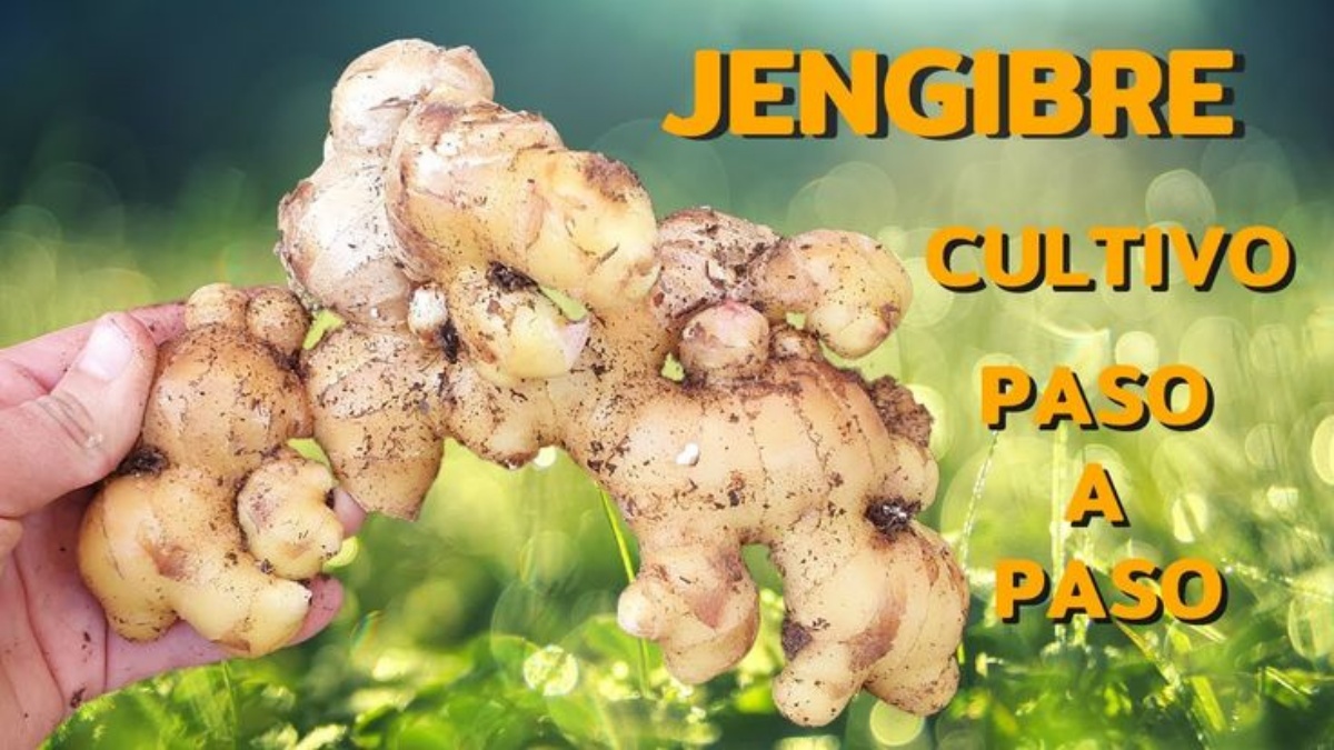 "Cultiva Jengibre en Casa: Guía Completa Paso a Paso para Principiantes"