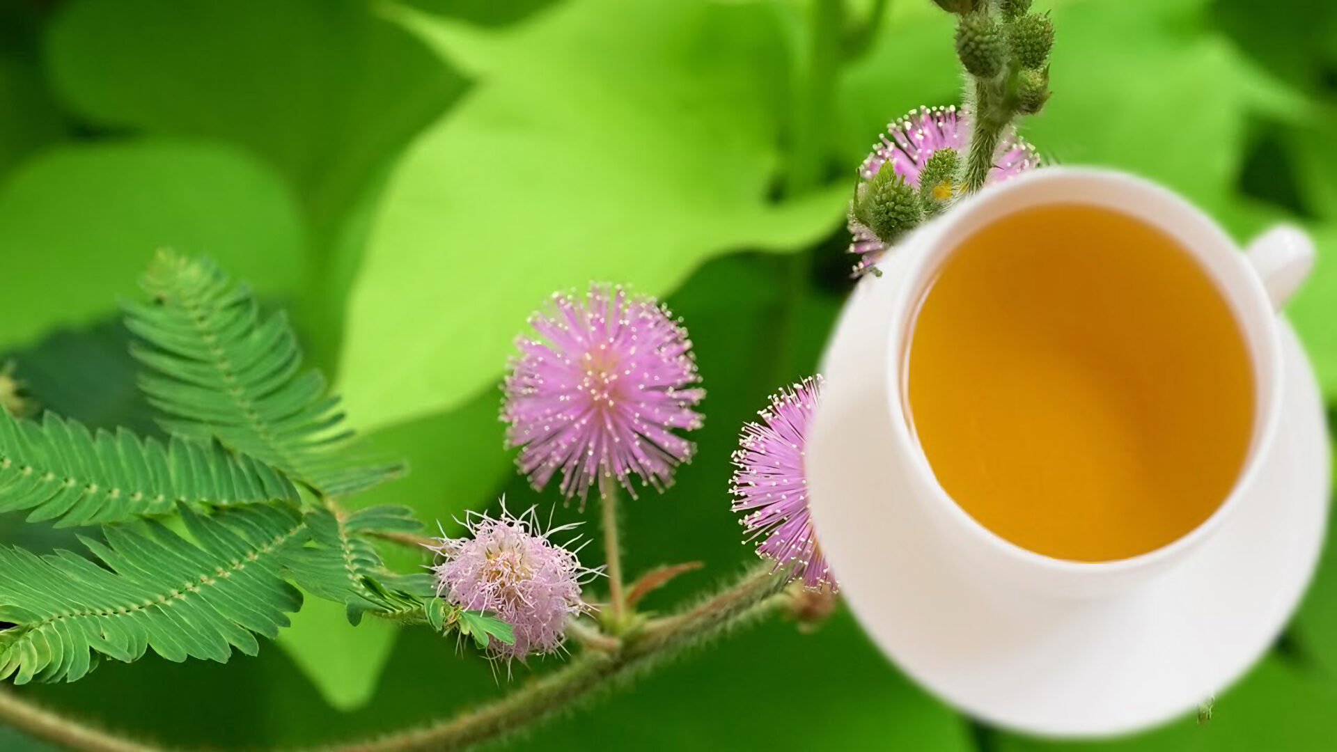 Té de Mimosa: 30 Razones para Incluirlo en tu Dieta