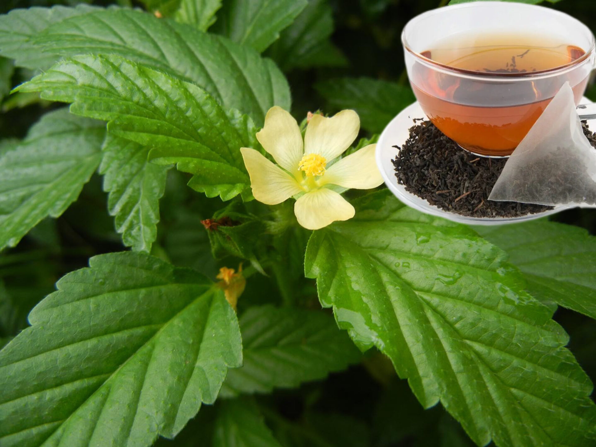 "Recetas Naturales con Testaruda (Barbara): 22 Usos para Mejorar tu Salud"