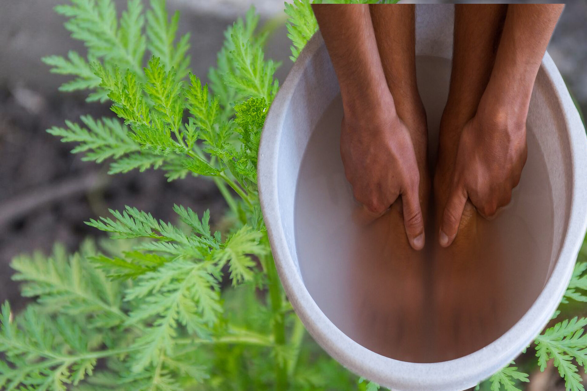 Baño de pies con artemisa: Usos, beneficios y propiedades