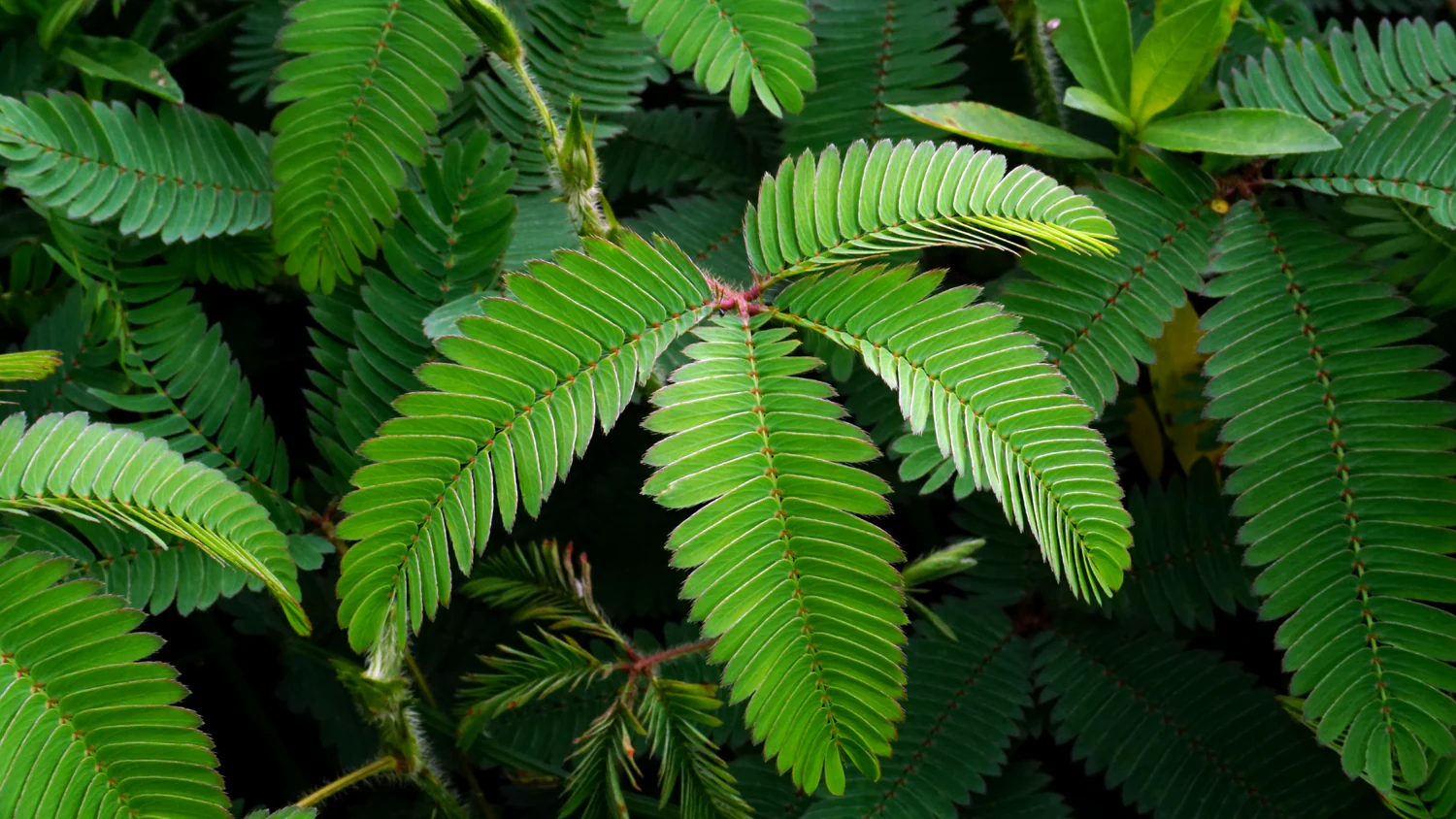 ¿Cómo usar Mimosa Pudica? | Beneficios de Mimosa Pudica | Propiedades de Mimosa Pudica.