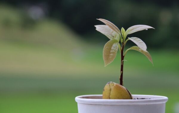 "5 Secretos para Cultivar un Árbol de Aguacate y sus Beneficios"