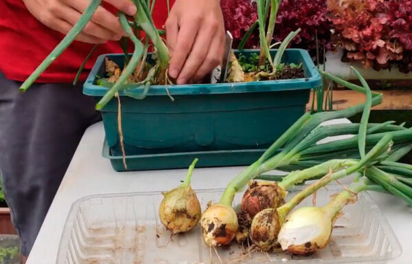 Guía Completa para Cultivar Cebolla de Forma Saludable y Orgánica