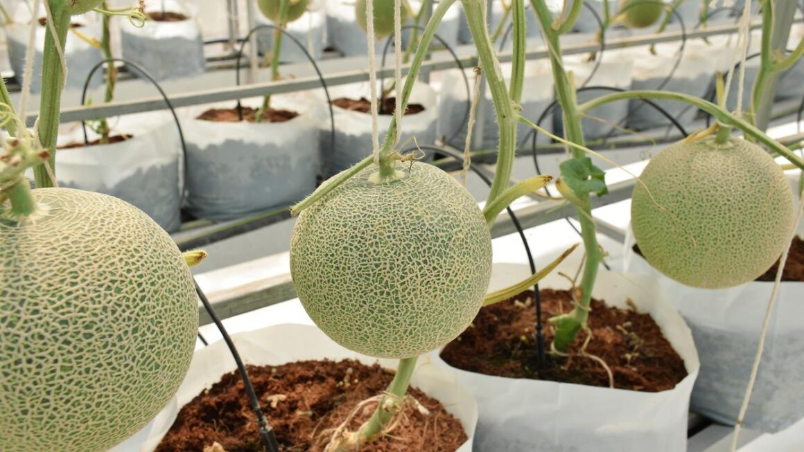 melón