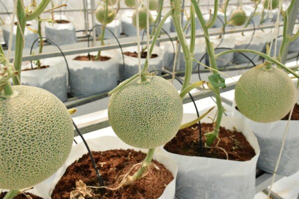10 Consejos esenciales para cultivar melón en casa paso a paso – Guía completa