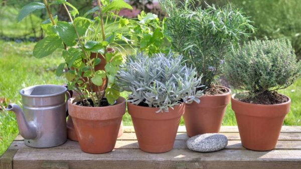 🌱 10 Plantas Aromáticas que Puedes Cultivar en Agua Desde Casa