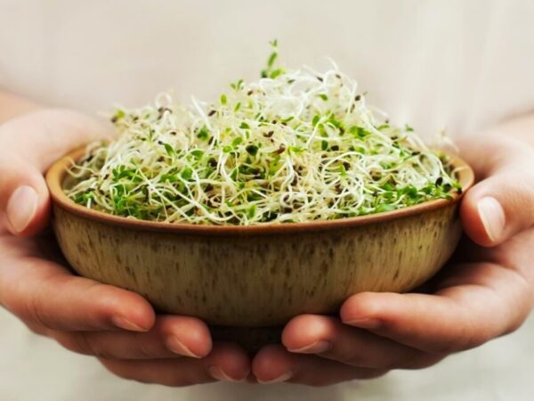 Alfalfa para los riñones, gota y más: un remedio natural poderoso