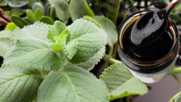 15 razones para usar orégano orejón con melaza y mejorar tu salud respiratoria