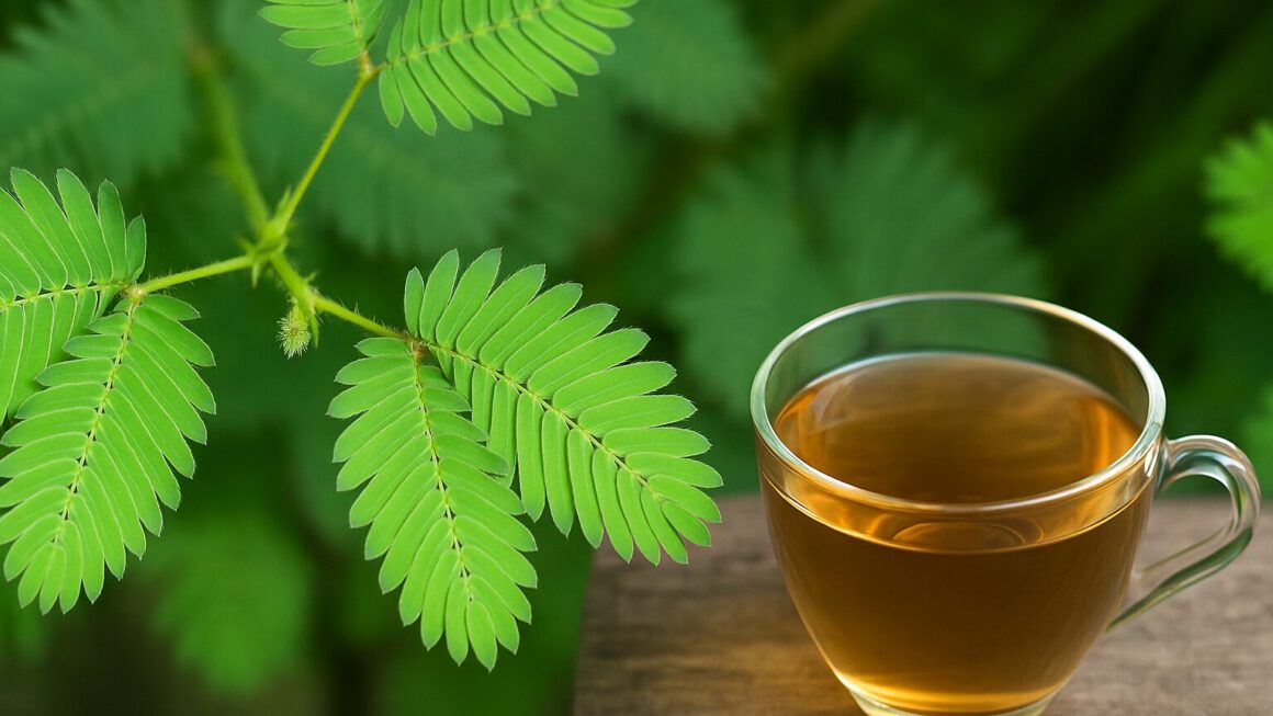 Mimosa pudica