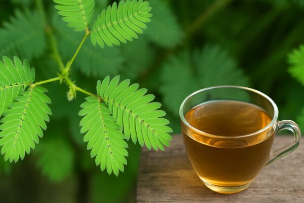 Mimosa pudica: la planta sensitiva que alivia dolores y desintoxica el cuerpo