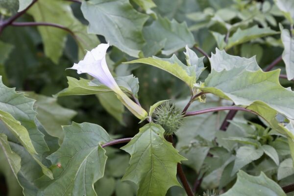 Estramonio o toloache: la planta tóxica que parece inofensiva