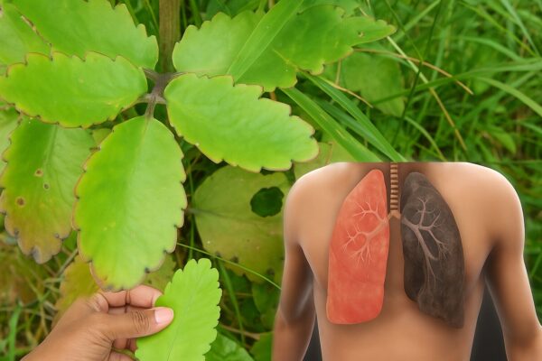Hoja del aire: el remedio natural para limpiar los pulmones y eliminar la tos