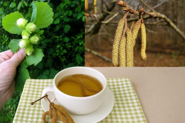 🌰 “Té de avellano: el secreto natural para limpiar la sangre y fortalecer las venas”