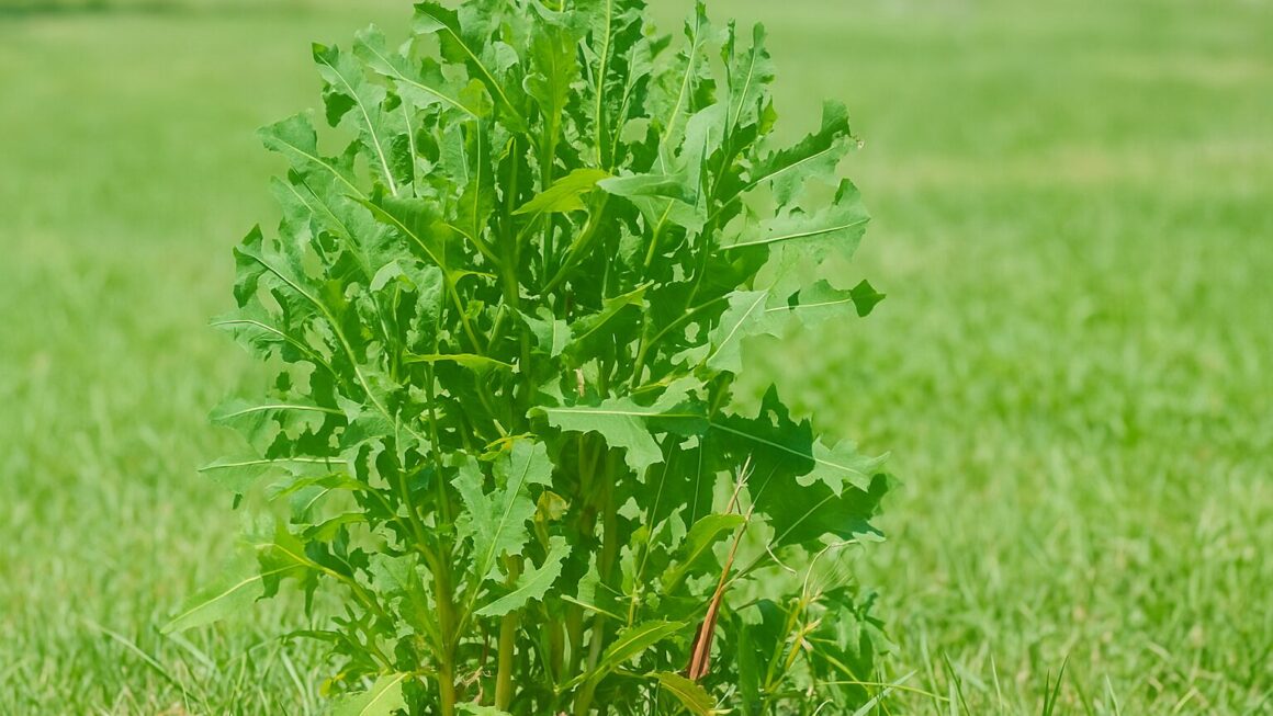 lechuga silvestre
