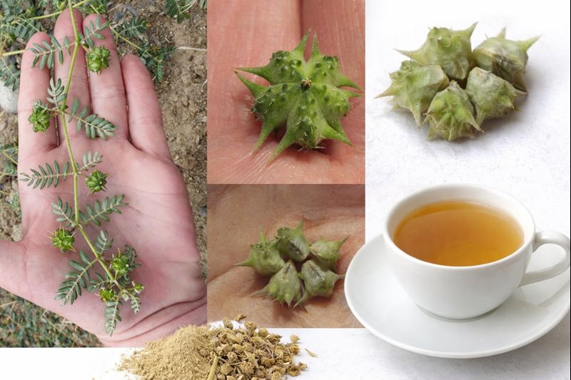 Tribulus