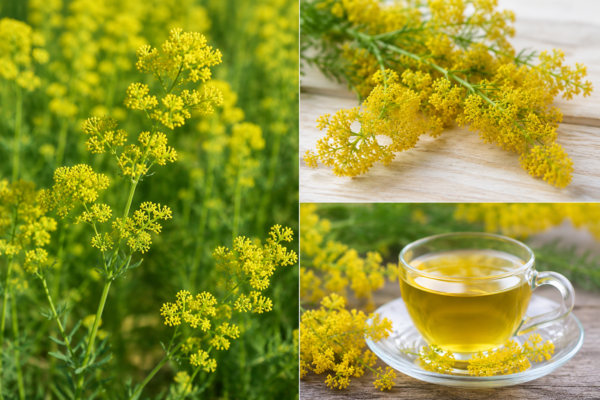Galio Amarillo: Beneficios, Propiedades y Cómo Preparar su Té Paso a Paso